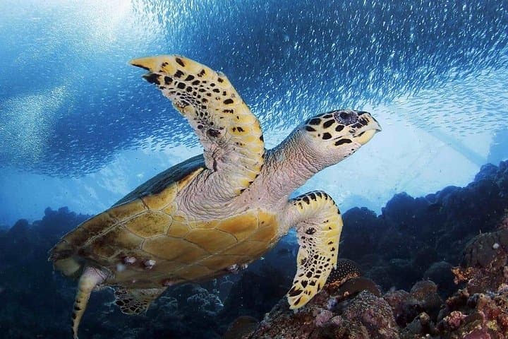 Moalboal Sardine Run & Turtle Snorkel + Kawasan Falls Canyoneering Day Trip photo 4