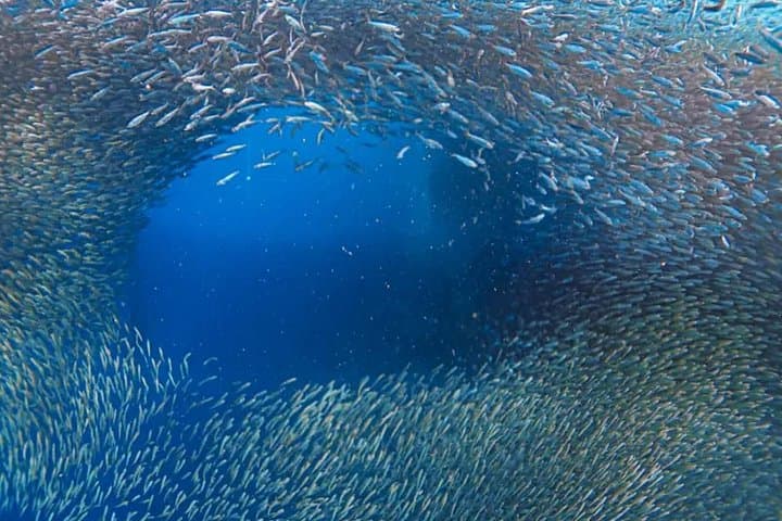 Moalboal Sardine Run & Turtle Snorkel + Kawasan Falls Canyoneering Day Trip photo 2