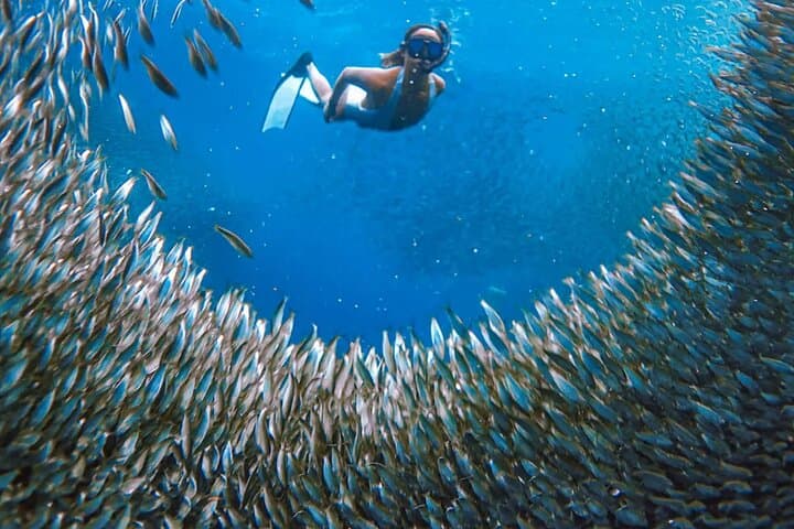 Moalboal Sardine Run & Turtle Snorkel + Kawasan Falls Canyoneering Day Trip photo 5