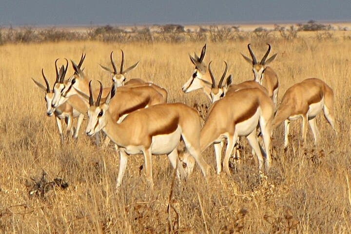 Four-Day Namibia Safari: Etosha Wildlife & Swakopmund Coastal Encounters photo 2