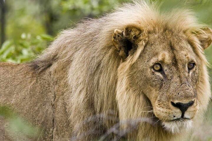 Four-Day Namibia Safari: Etosha Wildlife & Swakopmund Coastal Encounters photo 3