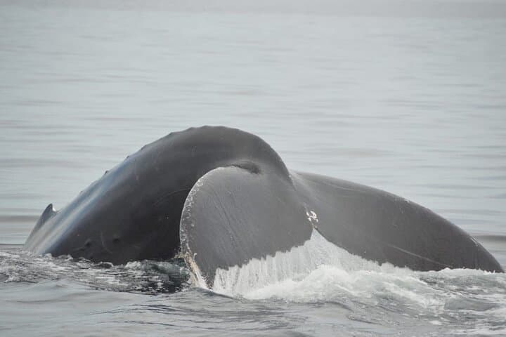 Private 3-Hour Whale Watching in Mazatlán — Humpback Sightings & Family Cruise photo 2