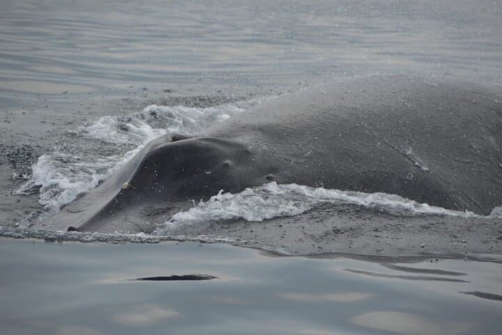 Private 3-Hour Whale Watching in Mazatlán — Humpback Sightings & Family Cruise photo 3