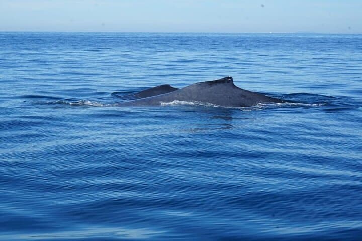 Private 3-Hour Whale Watching in Mazatlán — Humpback Sightings & Family Cruise photo 4
