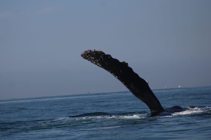 Private 3-Hour Whale Watching in Mazatlán — Humpback Sightings & Family Cruise photo 5