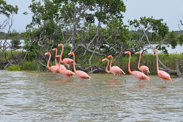 Las Coloradas Pink Lakes Hike and Río Lagartos Wildlife Boat Tour photo 5
