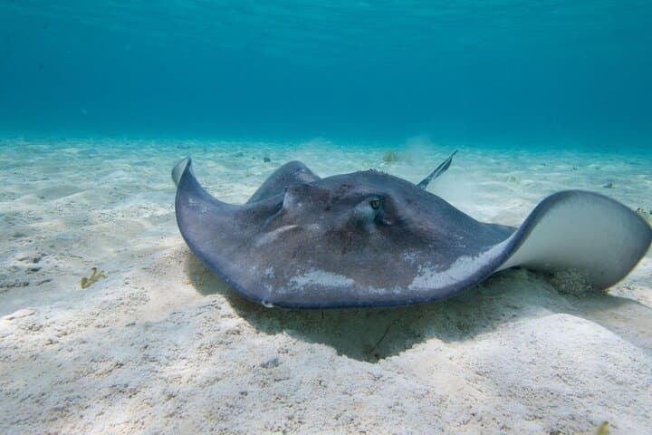 Grand Cayman 2-Stop Snorkeling & Stingray City Combo Adventure photo 2