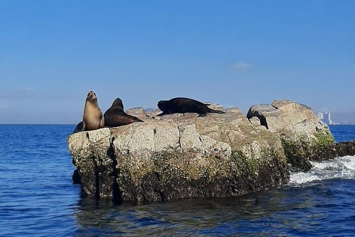 Private 3-Hour Whale Watching in Mazatlán — Humpback Sightings & Family Cruise photo 6