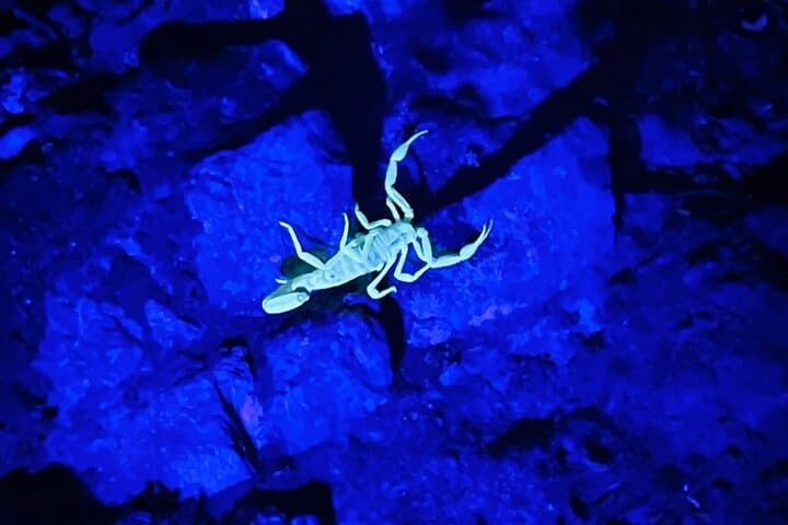 Phoenix Mountains Preserve Night Glow Hike: Scorpions & UV Lights in the Sonoran Desert photo 6