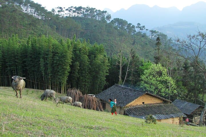 4-Day Ha Giang Motorbike Loop: Ma Pi Leng, Dong Van & Nho Que River photo 5