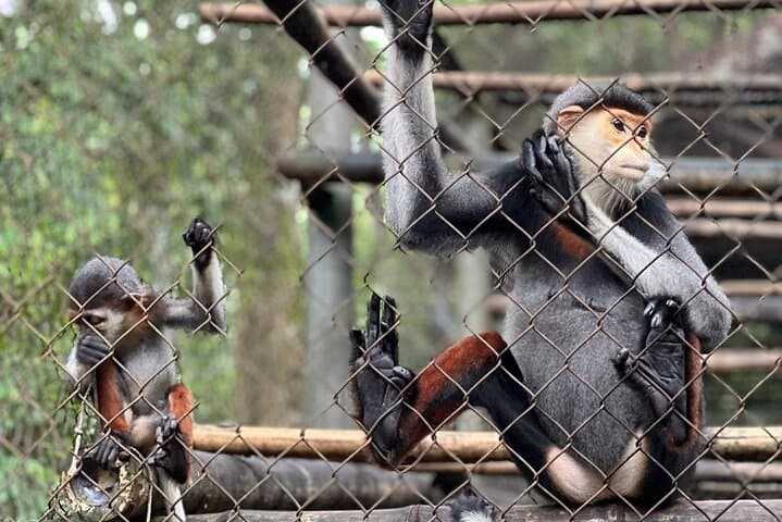 Exploring Cuc Phuong: Day Hike and Primate Rescue from Ninh Binh
