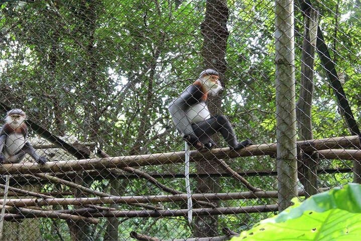 Exploring Cuc Phuong: Day Hike and Primate Rescue from Ninh Binh photo 3