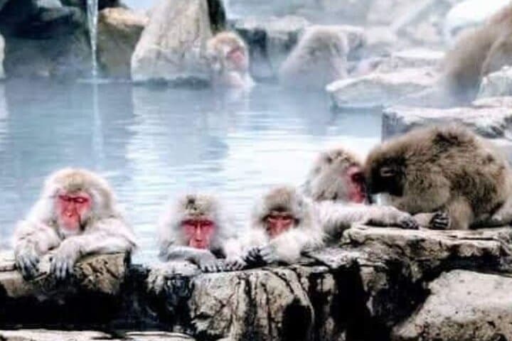 Nagano Snow Monkeys & Zenko-ji: Private Day Tour from Tokyo photo 2