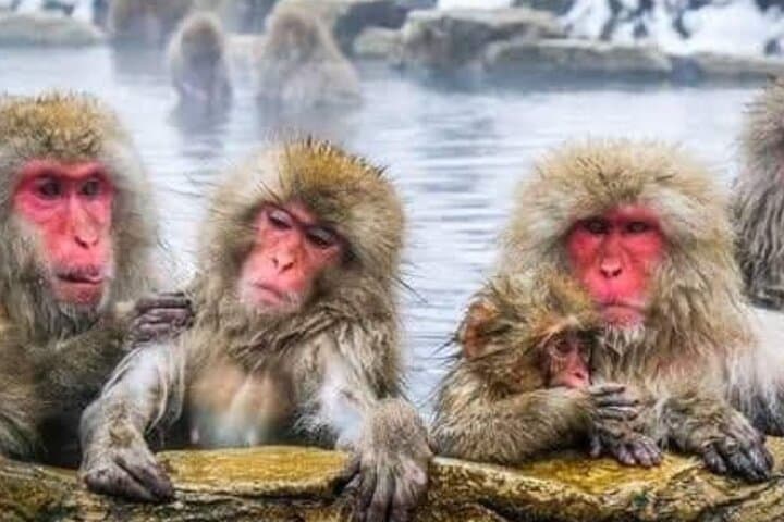 Nagano Snow Monkeys & Zenko-ji: Private Day Tour from Tokyo photo 3