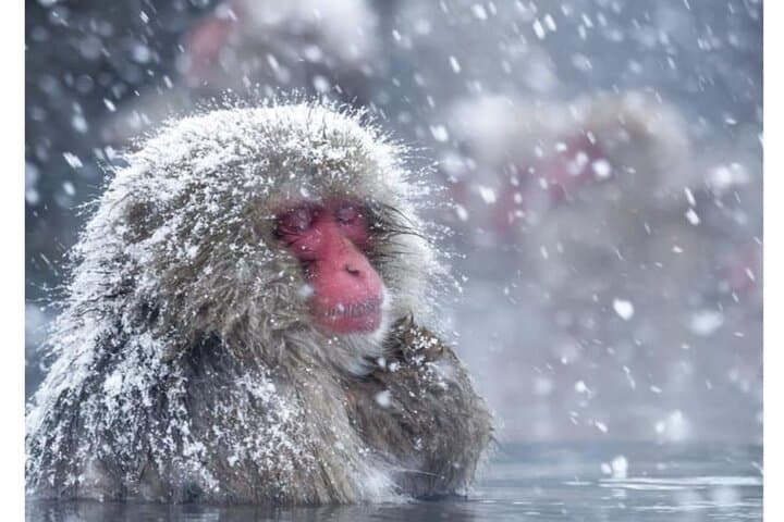Nagano Snow Monkeys & Zenko-ji: Private Day Tour from Tokyo