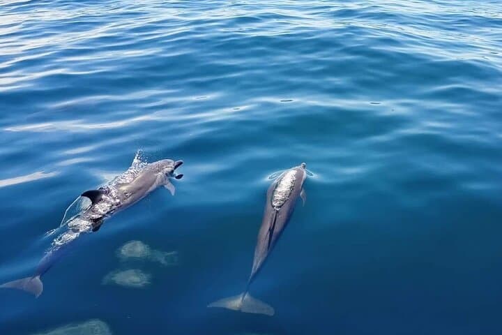 Private Half-Day Sailing on Tahiti's Blue Lagoon with Snorkeling and Wreck Dive photo 6