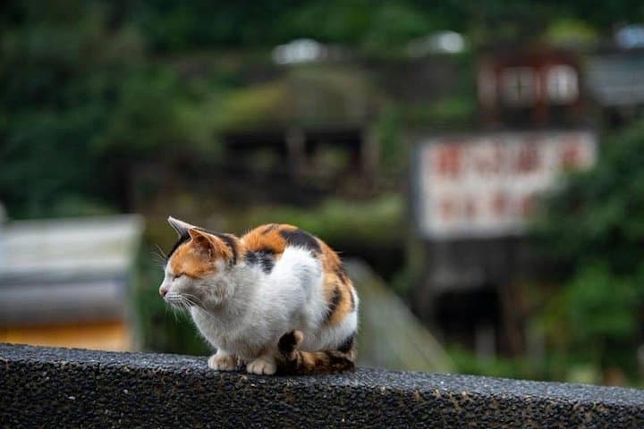 Jiufen, Shifen & Houtong Private Day Tour — Lanterns, Waterfall and Cat Village from Taipei