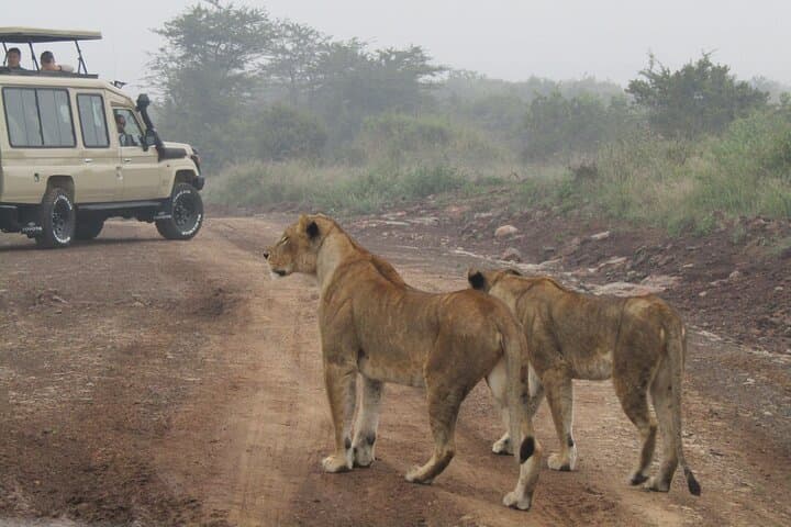 Explore Nairobi National Park and Wildlife Sanctuaries on a Full-Day Safari Experience photo 2