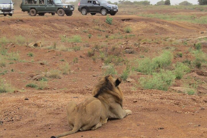 Explore Nairobi National Park and Wildlife Sanctuaries on a Full-Day Safari Experience photo 4