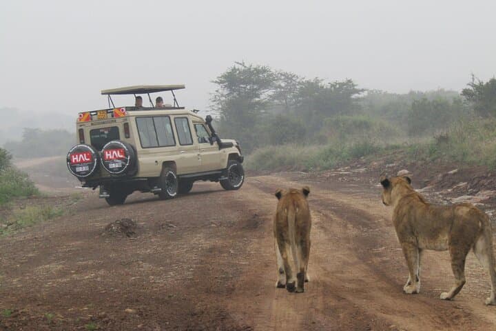 Explore Nairobi National Park and Wildlife Sanctuaries on a Full-Day Safari Experience photo 5