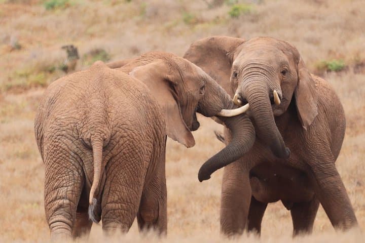 Full-Day Addo Elephant National Park Safari from Port Elizabeth — Big 7 Wildlife Drive