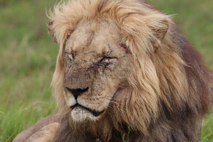 Private Full-Day Safari at Addo Elephant National Park from Port Elizabeth photo 2