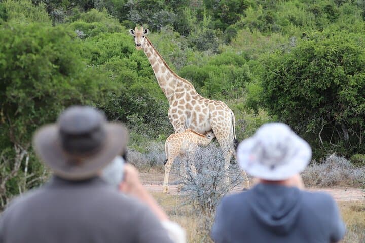 Addo Elephant Park Full-Day Safari and Guided Giraffe Walk from Port Elizabeth photo 2