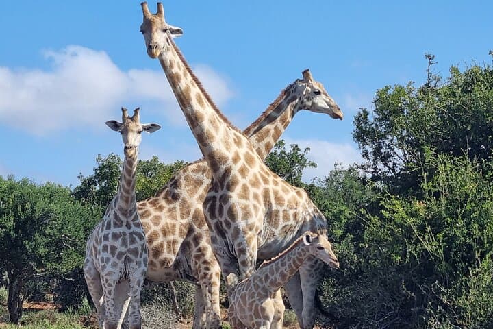 Addo Elephant Park Full-Day Safari and Guided Giraffe Walk from Port Elizabeth photo 4