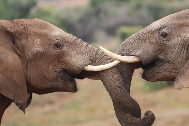 Addo Elephant Park Full-Day Safari and Guided Giraffe Walk from Port Elizabeth photo 3