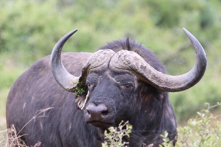 Addo Elephant Park Full-Day Private Safari & Giraffe Walk from Port Elizabeth photo 4