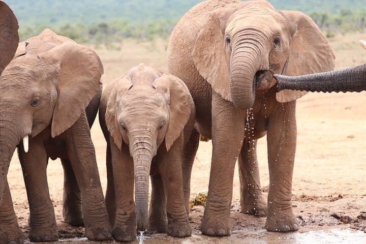 Addo Elephant Park Full-Day Safari and Guided Giraffe Walk from Port Elizabeth photo 6