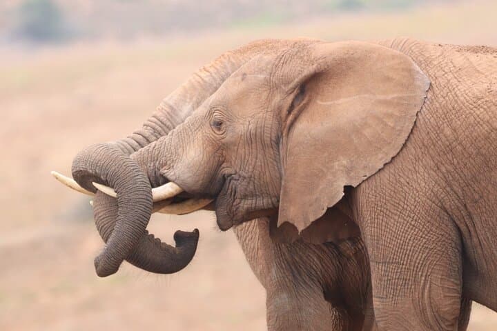 Half-Day Addo Elephant National Park Safari from Port Elizabeth