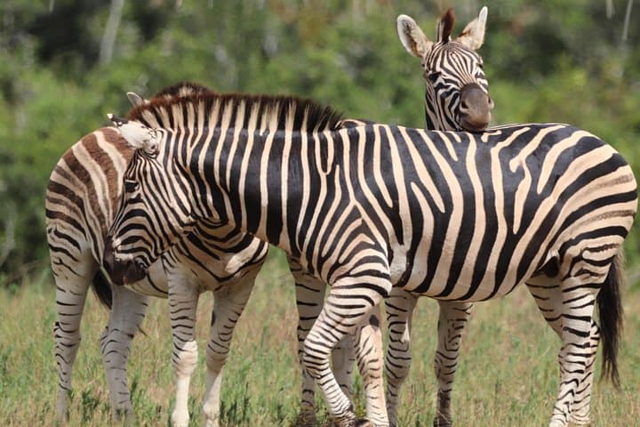 Half-Day Addo Elephant National Park Safari from Port Elizabeth photo 6