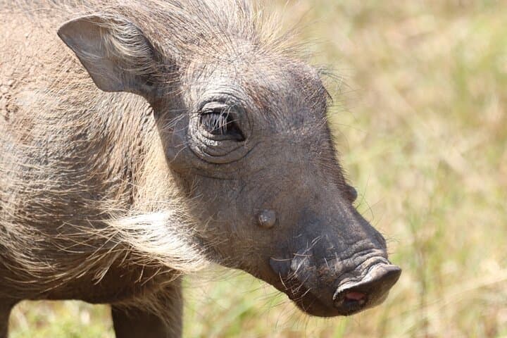 Half-Day Addo Elephant National Park Safari from Port Elizabeth photo 3