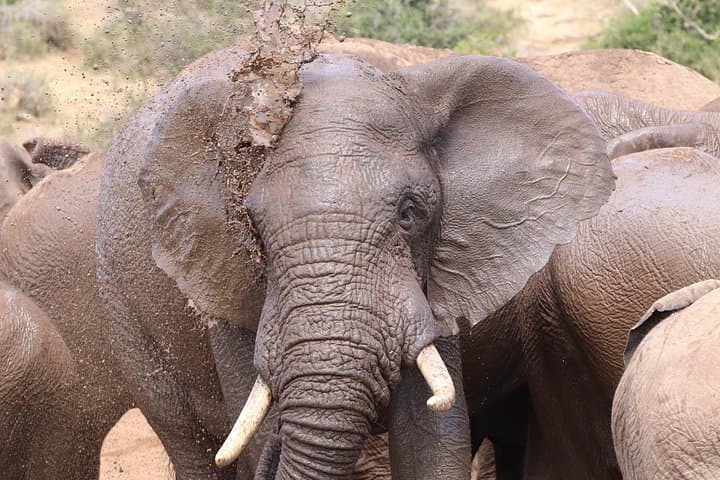 Half-Day Addo Elephant National Park Safari from Port Elizabeth photo 4