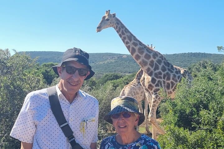 Addo Elephant Park Full-Day Private Safari & Giraffe Walk from Port Elizabeth