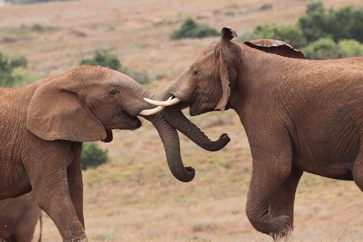 Addo Elephant Park Full-Day Private Safari & Giraffe Walk from Port Elizabeth photo 2