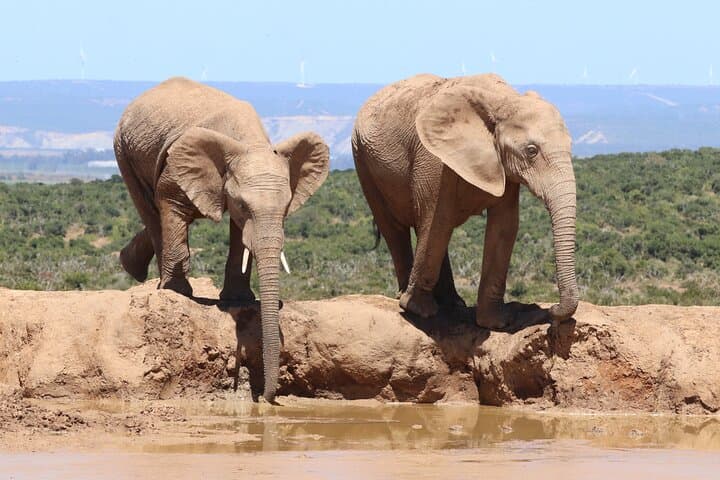 Private Full-Day Safari at Addo Elephant National Park from Port Elizabeth photo 4