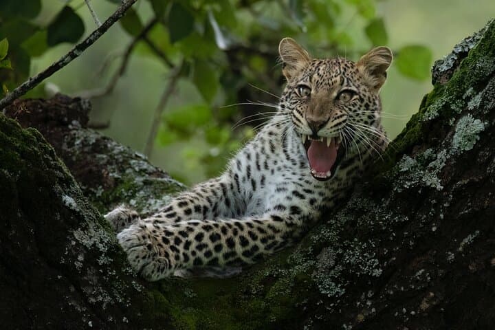 2-Day Akagera Wildlife Safari & Kigali City Tour — Boat Safari on Lake Ihema photo 4