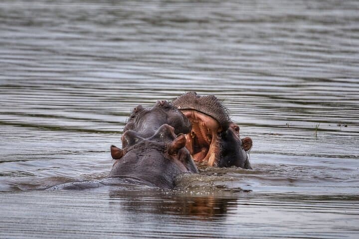 2-Day Akagera Wildlife Safari & Kigali City Tour — Boat Safari on Lake Ihema photo 2