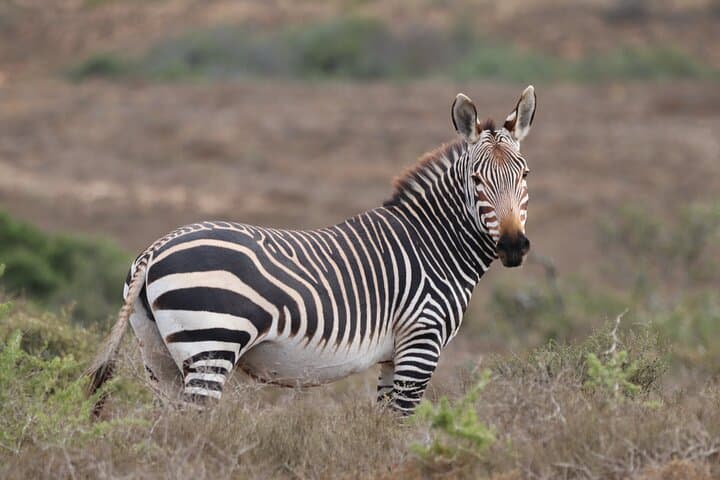 2-Day Private Addo Elephant & Mountain Zebra Safari — Luxury Big-7 Wildlife Experience photo 2