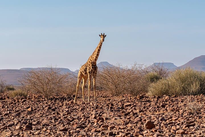Four-Day Namibia Safari: Etosha Wildlife & Swakopmund Coastal Encounters photo 4