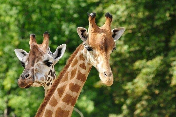 Early Morning Nairobi National Park & Giraffe Centre Adventure with Bomas of Kenya