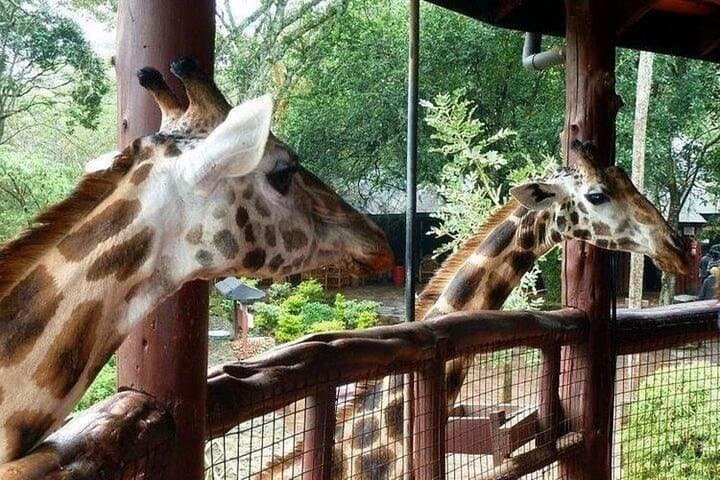 Early Morning Nairobi National Park & Giraffe Centre Adventure with Bomas of Kenya photo 2