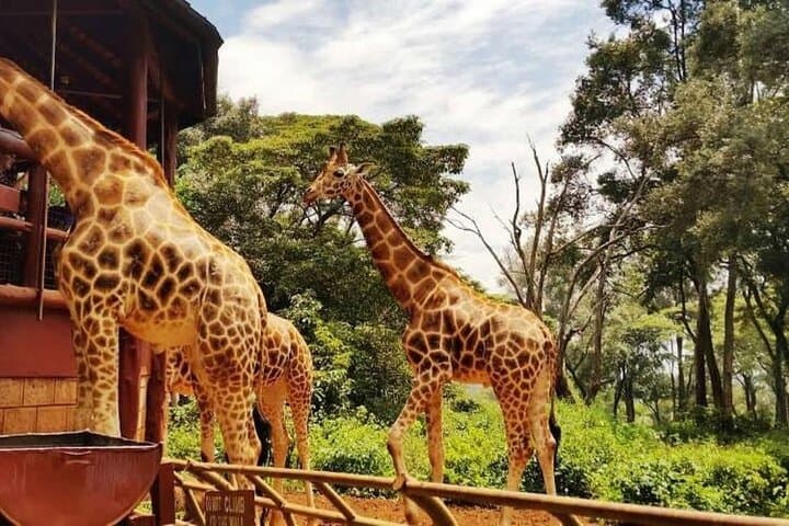 Early Morning Nairobi National Park & Giraffe Centre Adventure with Bomas of Kenya photo 3