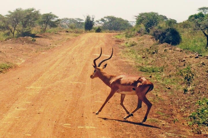 Early Morning Nairobi National Park & Giraffe Centre Adventure with Bomas of Kenya photo 5