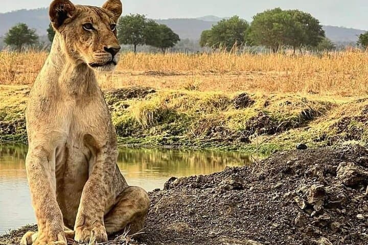 2-Day Ruaha National Park Safari: Game Drives Along the Great Ruaha