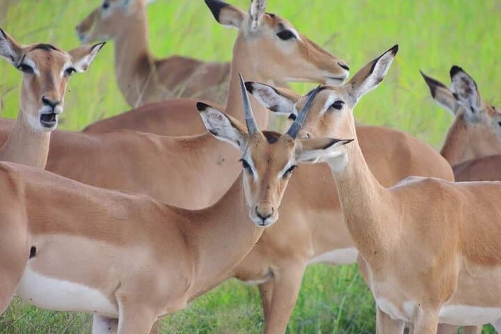 2-Day Ruaha National Park Safari: Game Drives Along the Great Ruaha photo 3