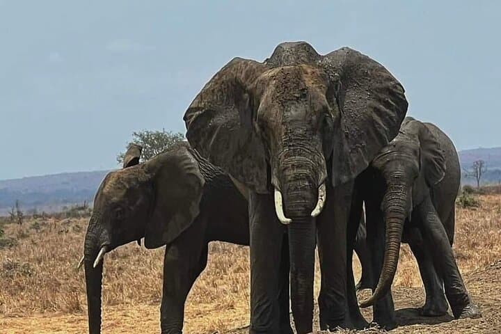 2-Day Ruaha National Park Safari: Game Drives Along the Great Ruaha photo 4