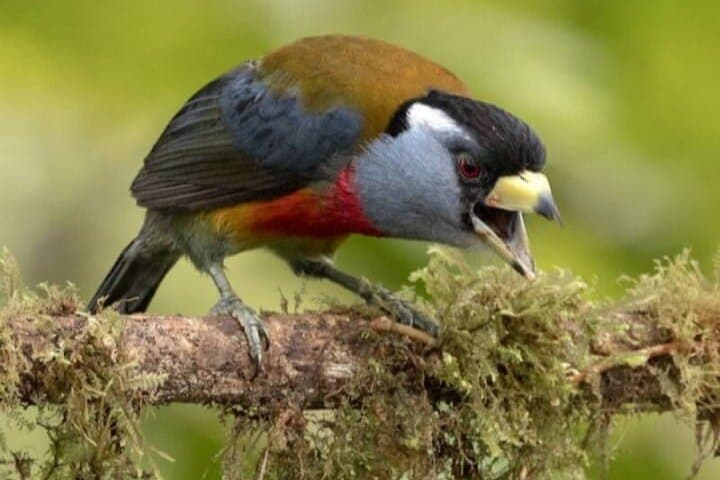 Mindo Birdwatching Tour — Guided Cloud-Forest Birding from Mindo Town photo 3